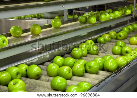 ShutterStock Granny Smith Apples on a sorting table in a fruit packing ...